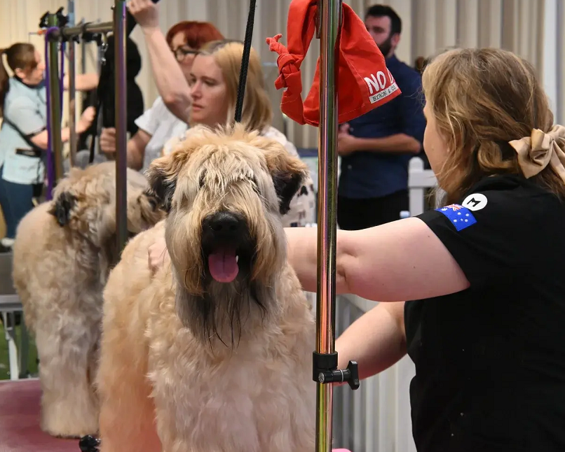 Australia Pet Show on-site exhibition (highlights)8