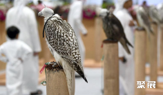 迪拜狩猎展2025时间地点