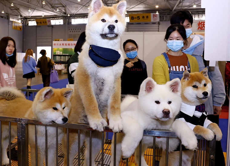 成都宠博会现场图片10