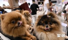 香港宠物展2025时间及地点