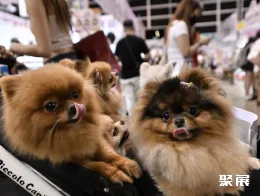 香港宠物展现场图片6