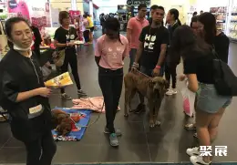 马来西亚宠物用品展展会现场(现场盛况)4