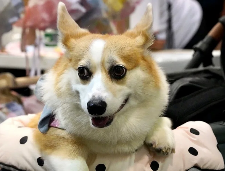 香港宠物展(Premium Pet Supplies Expo)2026门票购买途径