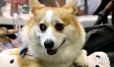 2025香港宠物展展位图与展位申请