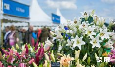 2027英国花卉展 (RHS Chelsea Flower Show)观众预登记正式开启,精彩即将登场!