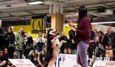 法国宠物展2026展品有哪些?