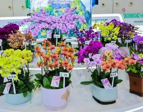 2025广西林产品展参展攻略（时间+地点+门票怎么买？）