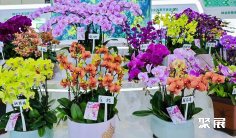 2025广西林产品展参展攻略(时间地点+门票价格)