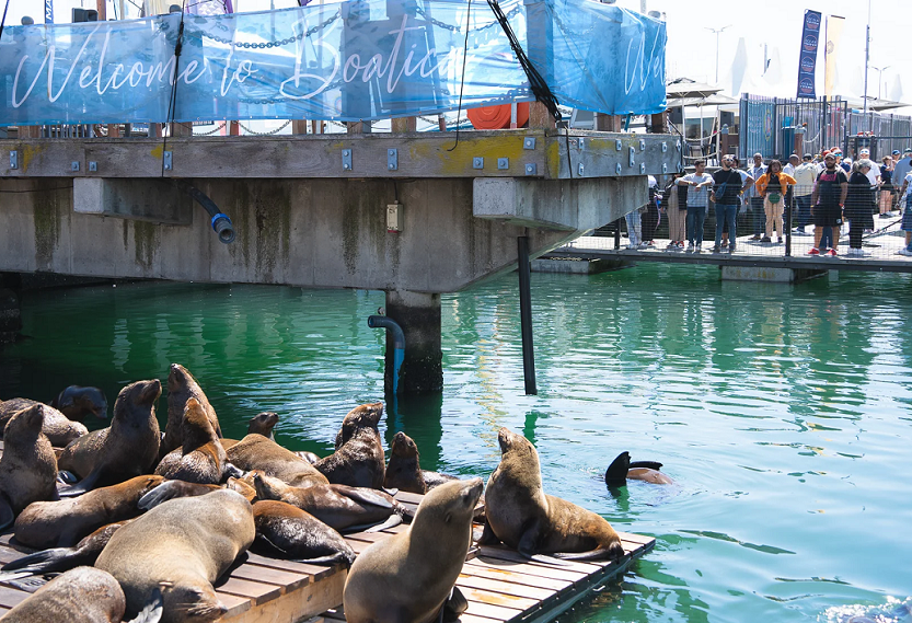 开普敦游艇展展会现场(现场盛况)5