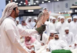 迪拜狩猎展现场图片2