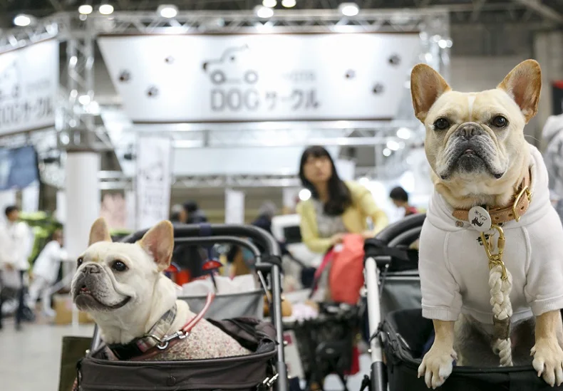 2026东京宠物展(Interpets Asia Pacific)参展攻略：时间/地点/门票怎么买？