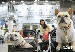 东京宠物展现场图片8