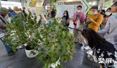 2024泰国曼谷大麻展-亚洲国际大麻论坛AIHE门票购买途径 购票入口