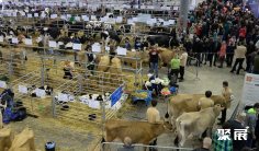 德国宠物展2025参展攻略(时间地点+门票多少钱?)