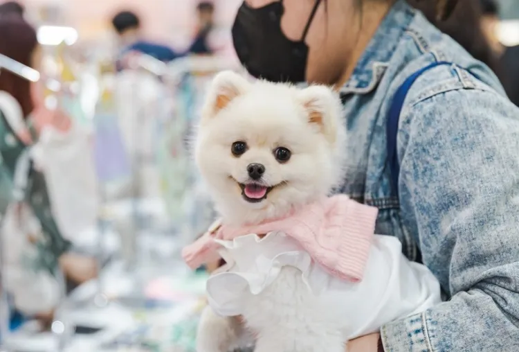 韩国首尔宠物用品展览会K-PET