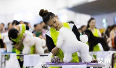 2026年新加坡宠物展(SG Pet Festival)门票购买途径?怎么购票?