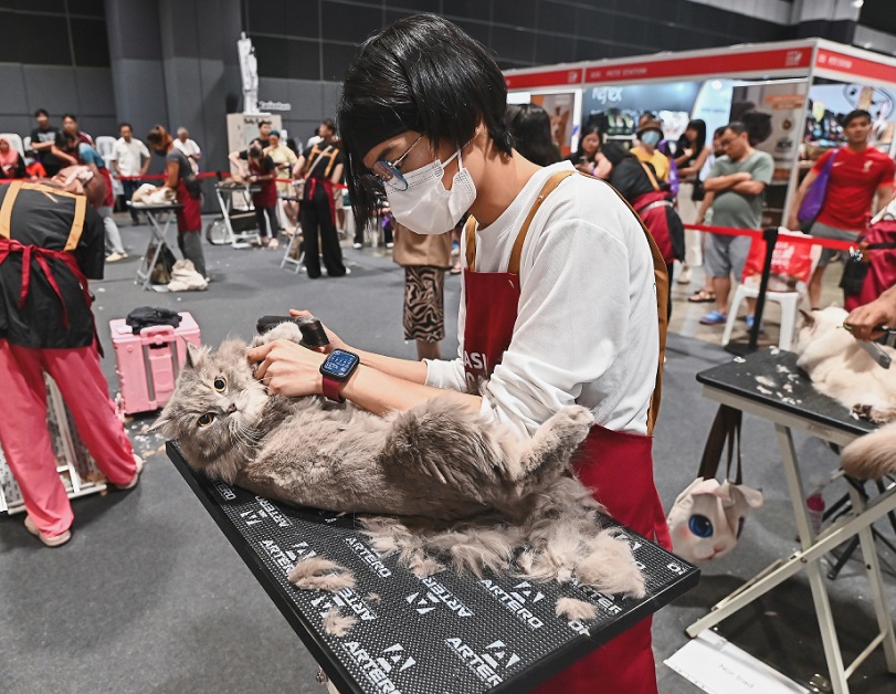 新加坡猫展现场图片3