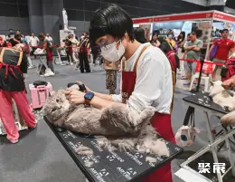 新加坡猫展展会现场(现场盛况)3