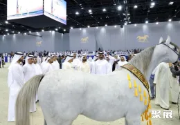 迪拜马术展现场图片1