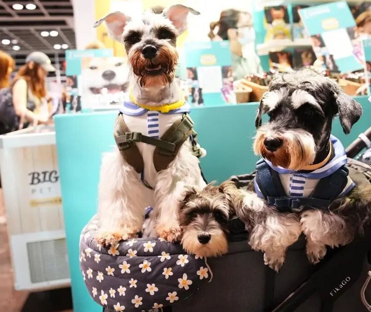 2026香港宠物展 (Premium Pet Supplies Expo)参展攻略（时间地点+门票价格）