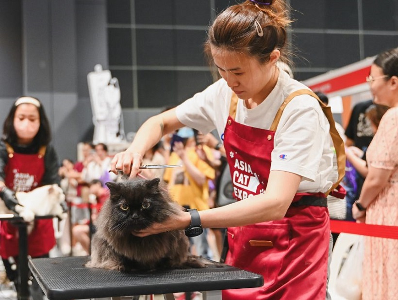 新加坡猫展现场图片4