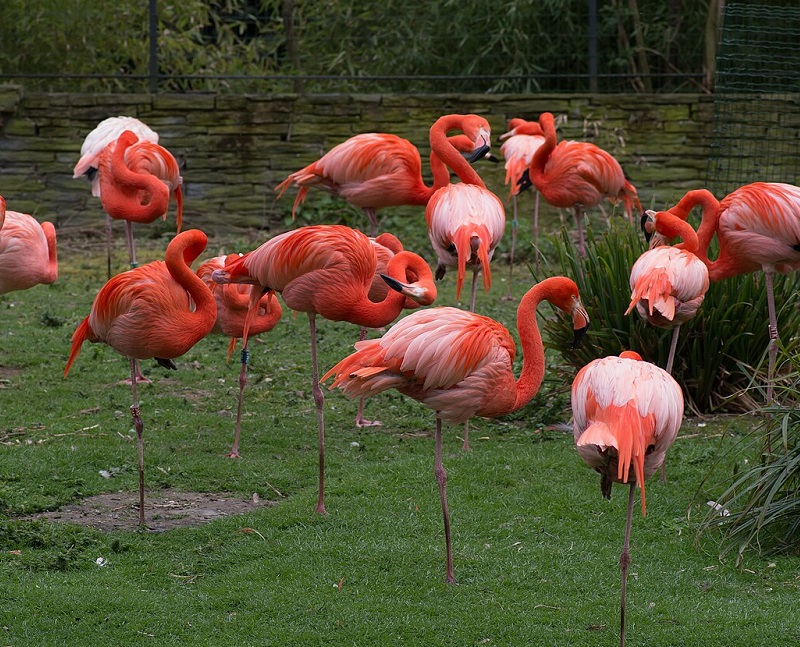法國巴黎花卉公園展館圖