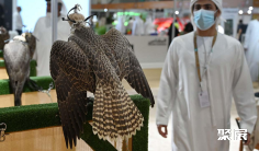 迪拜狩猎展2025参展攻略(时间地点+门票多少钱?)