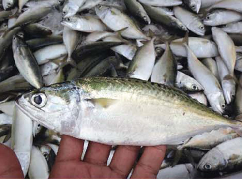 Maritime Fisheries