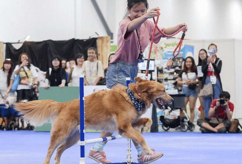 新加坡宠物展2025参展攻略(时间地点+门票怎么买?)