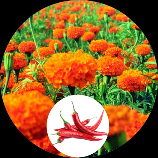 Guangzhou Wisdom Bio-Technology Co., Ltd.