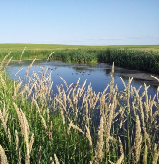 SWCA Environmental Consultants
