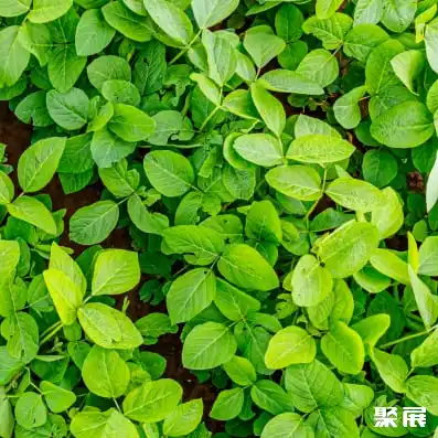 Varimax 德国欧洲食品配料展览会(Fi Europe)参展商名单-聚展