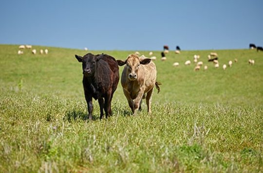 MEAT & LIVESTOCK AUSTRALIA
