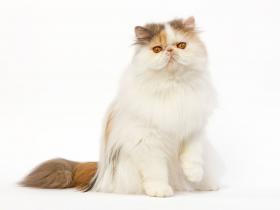 Royal Canin