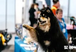 澳大利亚宠物用品展展会现场(现场盛况)5