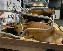 荷兰畜牧展2025时间地点