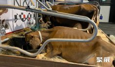 荷兰畜牧展2025时间地点