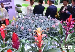 北京花卉园艺展现场图片8
