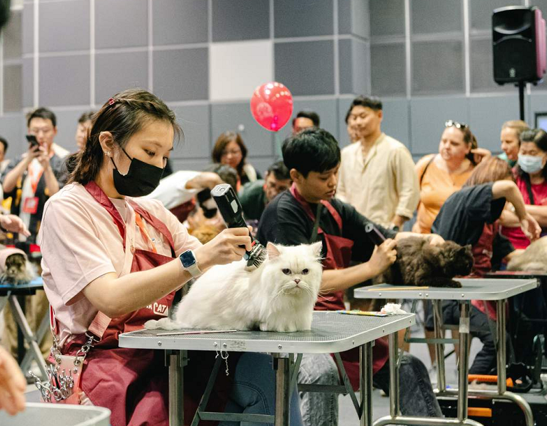 新加坡猫展现场图片2