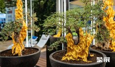 2026中东迪拜花卉与园林景观展览会(Myplant & Garden Middle East Green Expo)展位费与展位预订