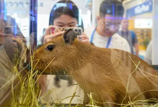 上海宠物供应链展现场图片1