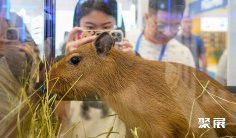 亚洲宠物供应链展(PET FAIR ASIA SUPPLY)2026展位费与展位图