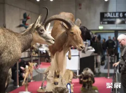 奥地利狩猎展现场图片5