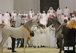 迪拜马术展现场图片3