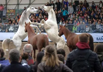 2025意大利马术展展商名录+会刊