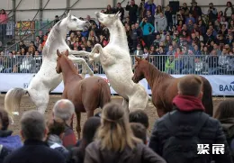 意大利马术展现场图片5