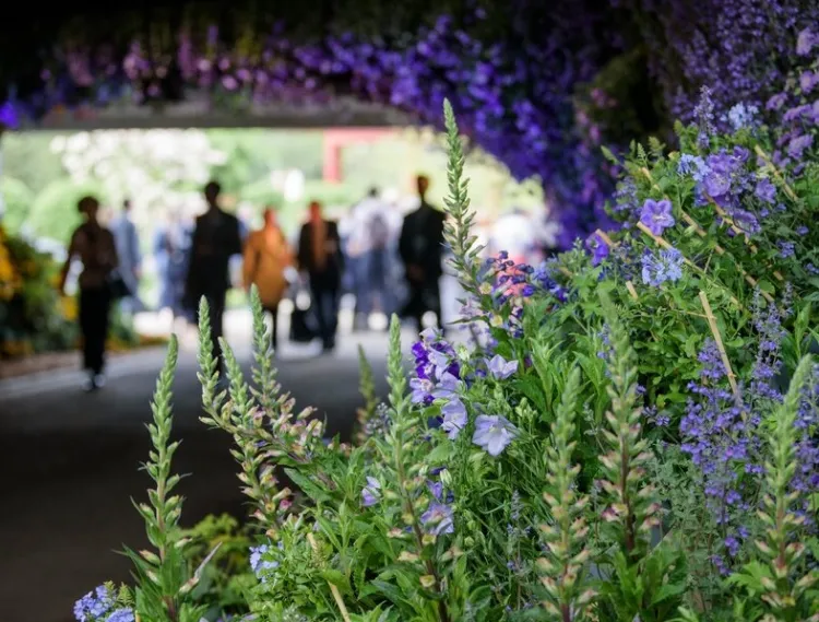 英国切尔西花展