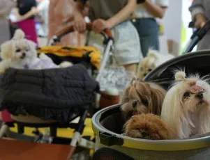 2025成都宠博会时间地点