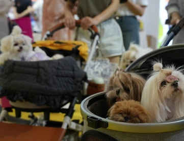 2025成都宠博会时间地点