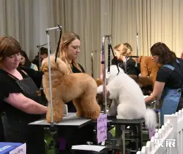 Australia Pet Show on-site exhibition (highlights)6